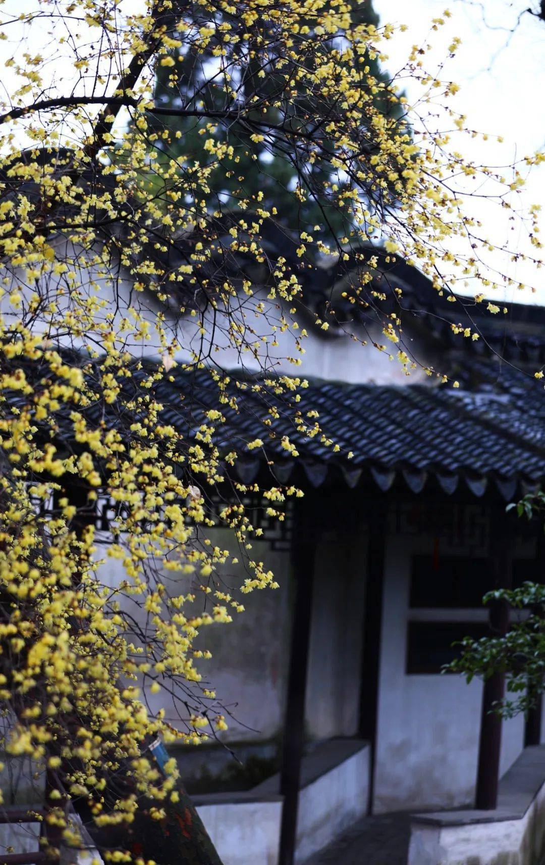 【踏莎行:几度梦里寻】杜甫:总有一个春天,把你治愈_春雨_生活_万物