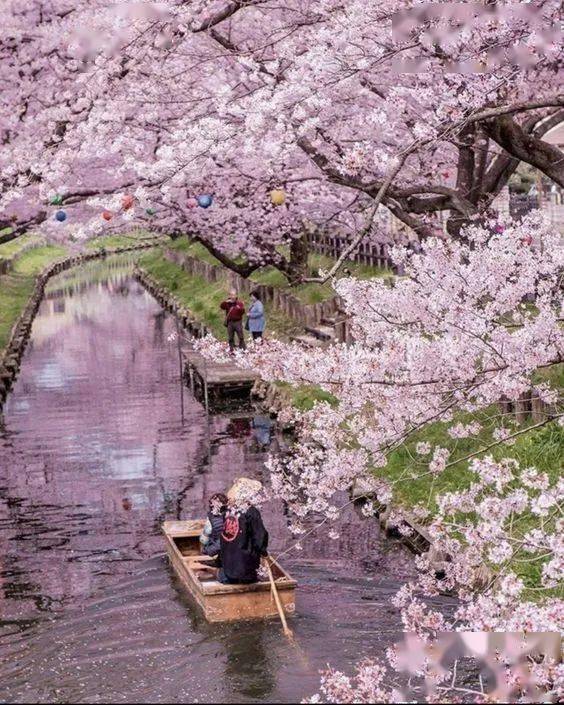日本关西|粉樱上枝头,在京都 奈良双重赏樱胜地感受独特八重樱世界_樱