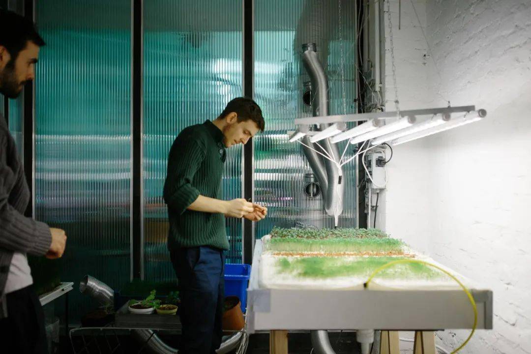 在墙上种白菜的狂想不仅实现了,还扩充至全球1200个