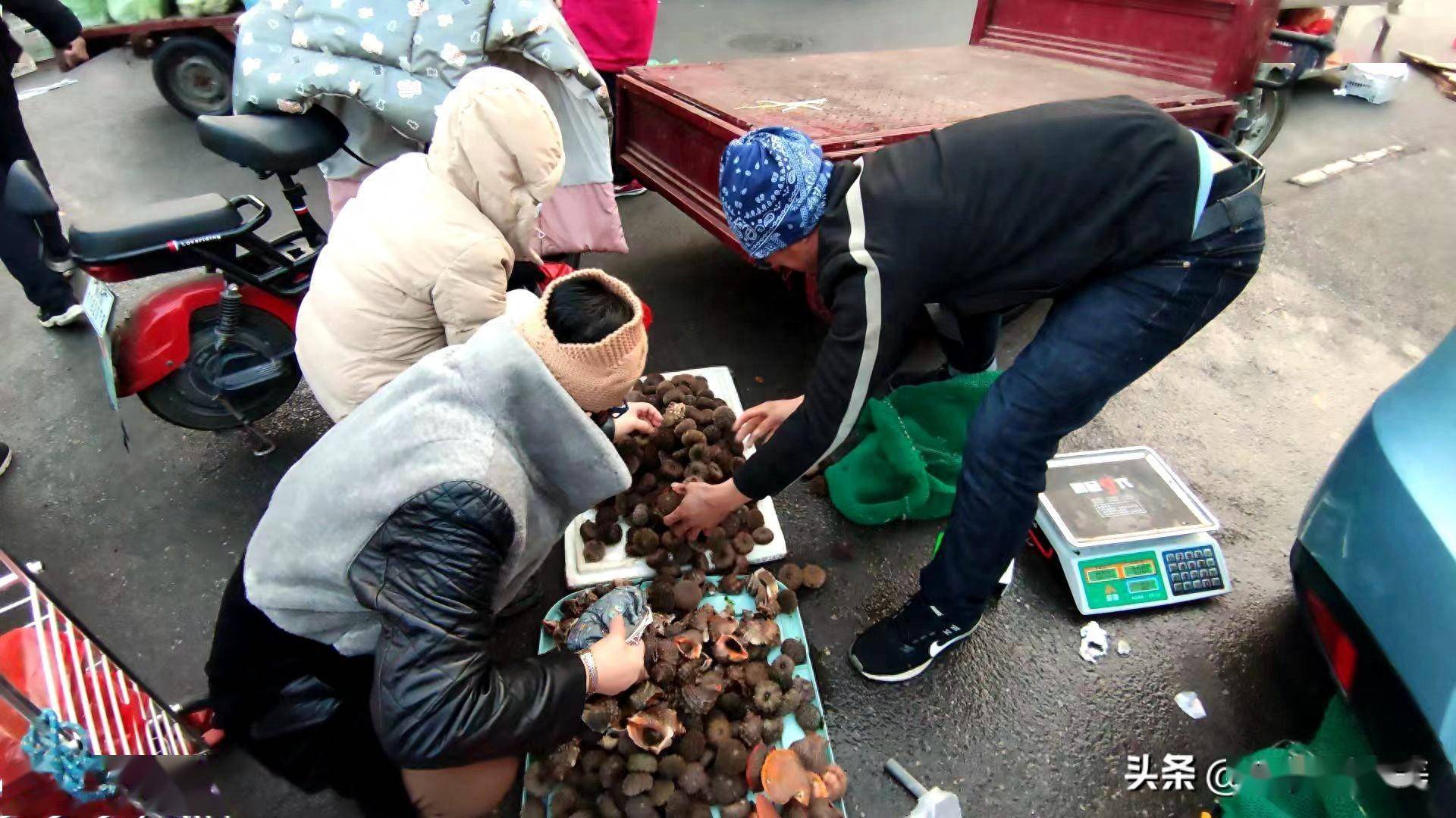 青岛,早春四种带仔的海货鲜嫩肥美,低于30一斤千万