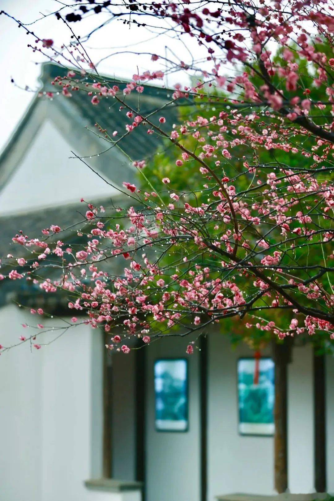 烟雨江南,春来还是金陵好