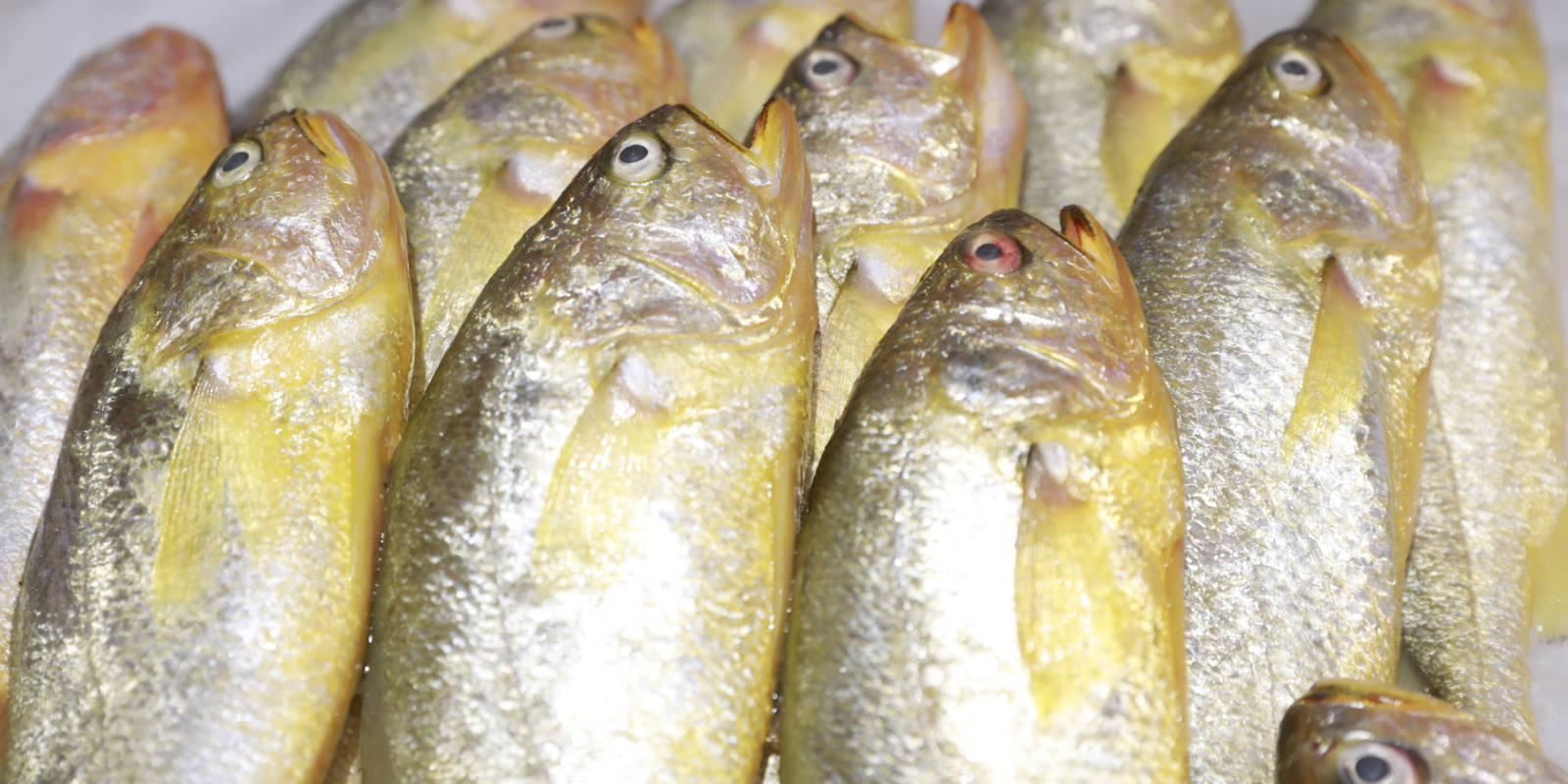 民间至爱黄花鱼_青岛_黄鱼_苏州