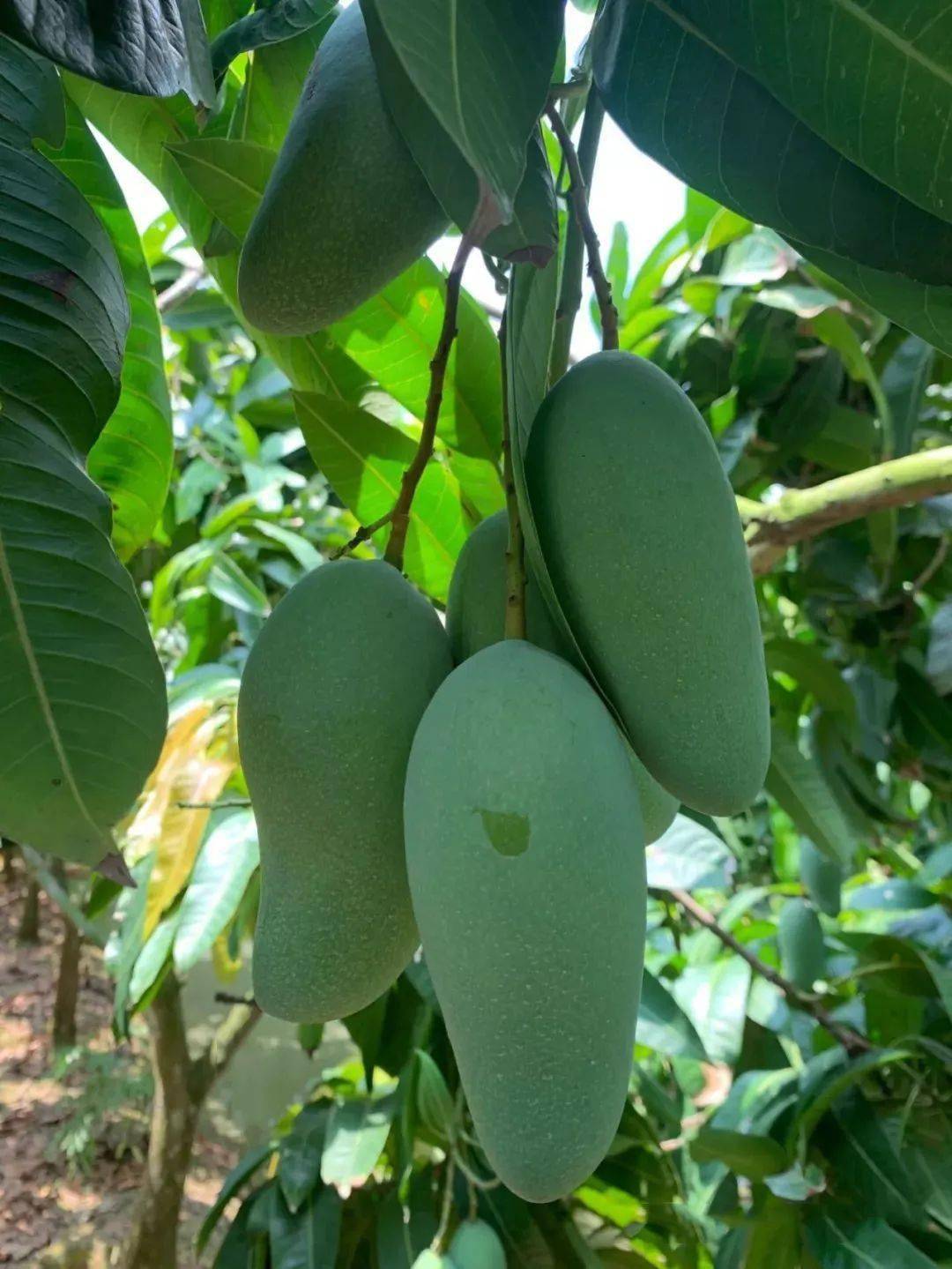 爆汁!超100万斤『越南大青芒26.