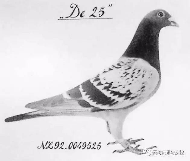 百科丨克拉克系信鸽的起源及基本特征_詹森_育种_幼鸽