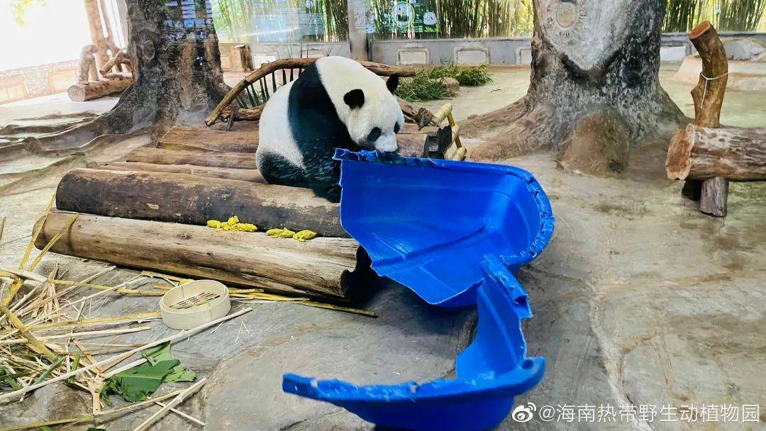 自然探秘所|走进海南热带野生动植物世界_贡贡_大熊猫_园区