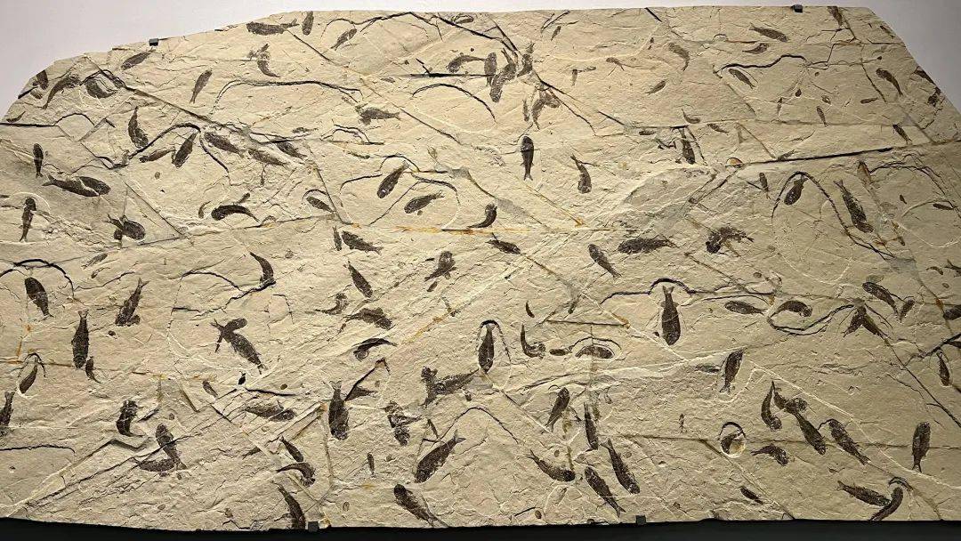 成都_自然_成华区