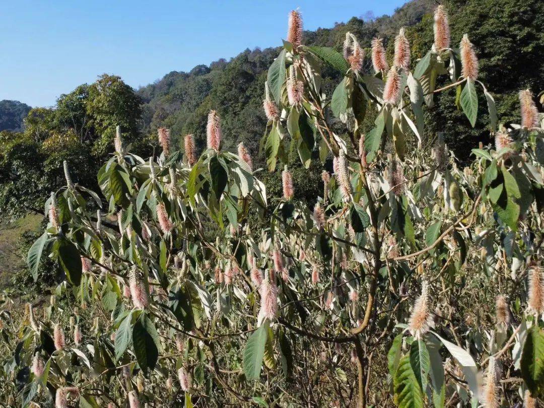 邦东乡:乡村振兴风正劲 米团花开蜜正甜