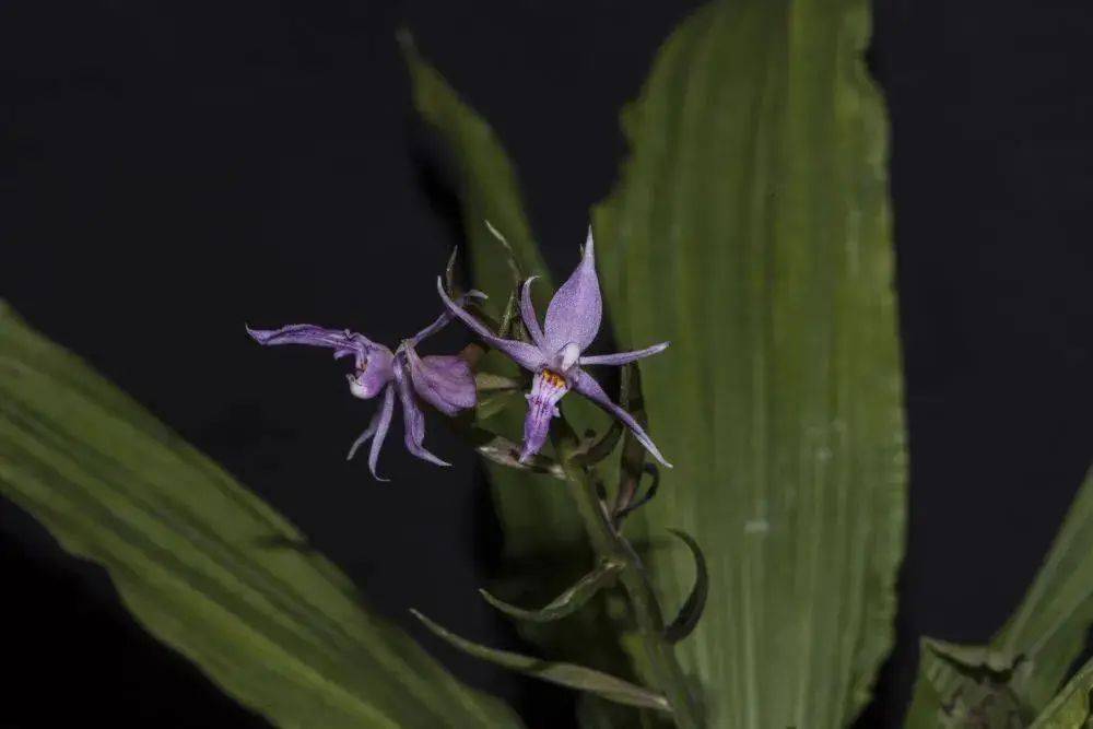 发现了一种与镰萼虾脊兰极为相似的虾脊兰