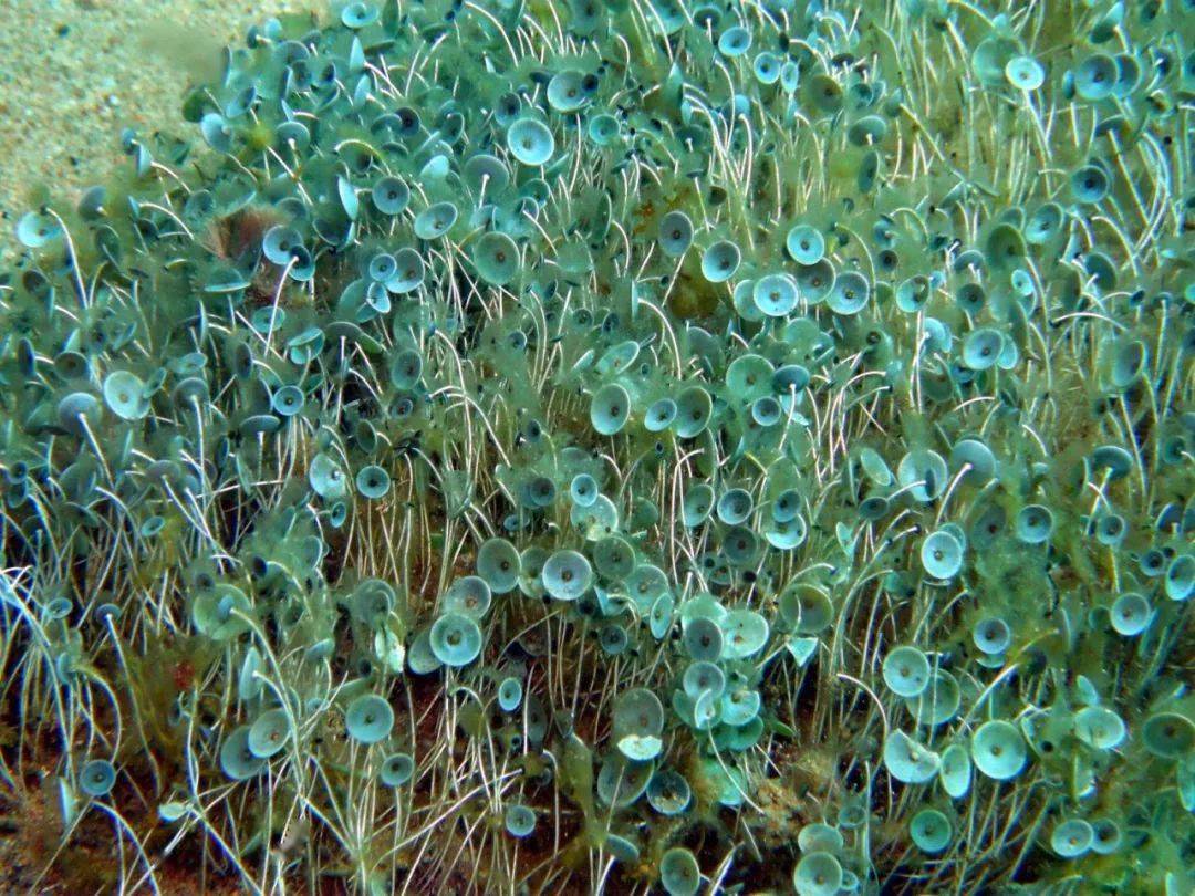 大伞藻:荒石生白发_藻类_环境_光合作用