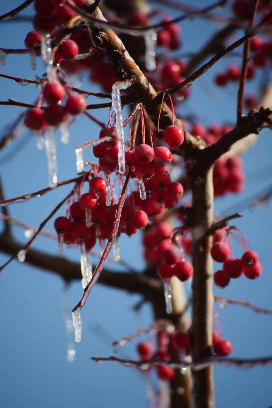 我在有雪的兰大,很想你_丁湘瑜_傅璇_风起