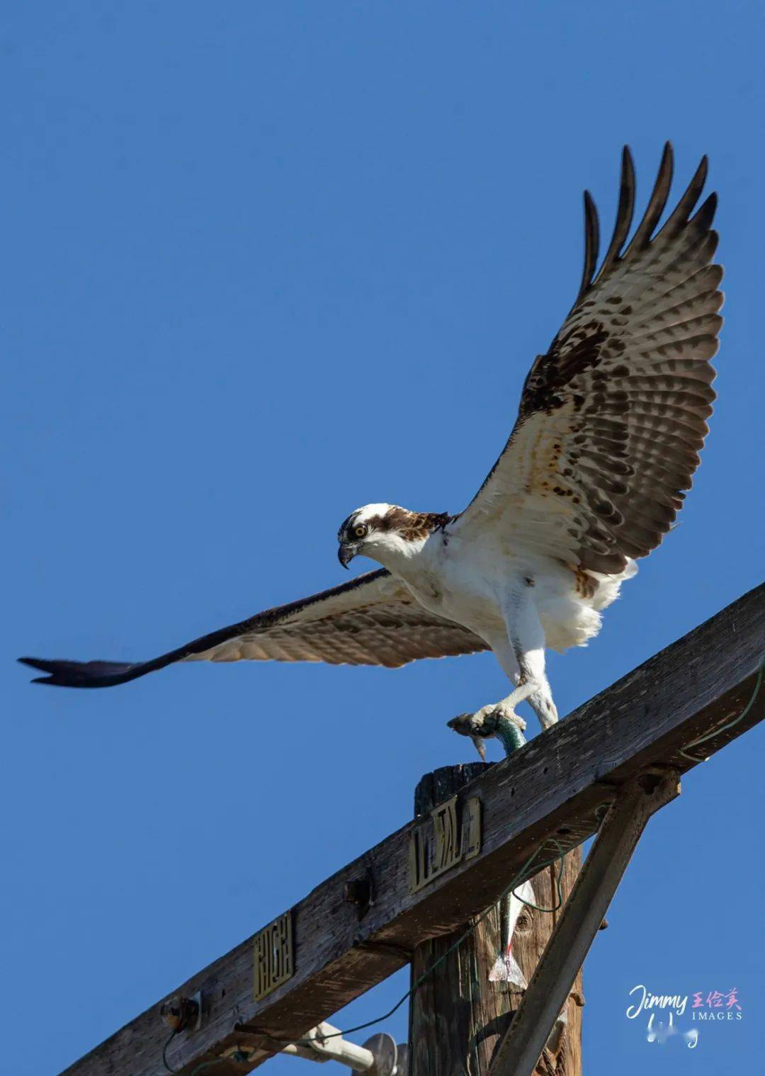 美国鸟类素描(下):鱼鹰吹箫,爱巢送暖;鸊鷉秀爱,乘风破浪;为鹤痴狂,百