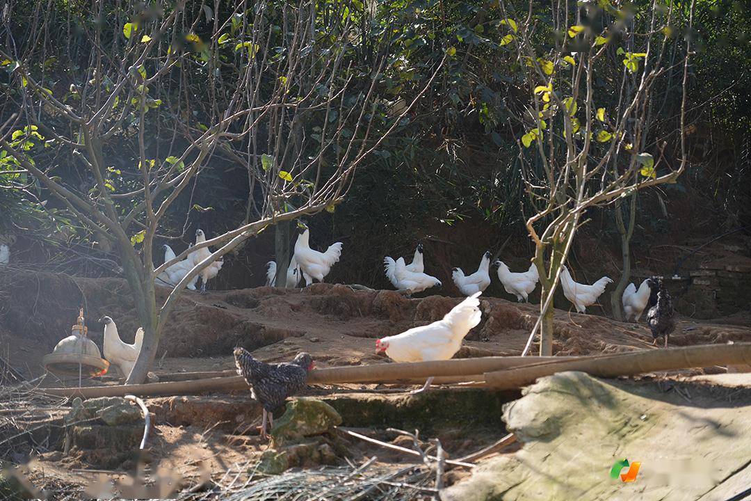 雪峰乌骨鸡食美2024年2月22日怀化市商务局现予以公示,公示时间为2024