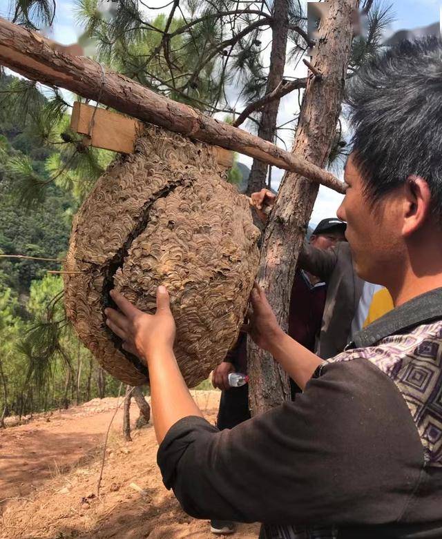 能人品牌带动,深山蜜成甜蜜蜜姚安县支持山区农民群众发展林蜂养殖,以