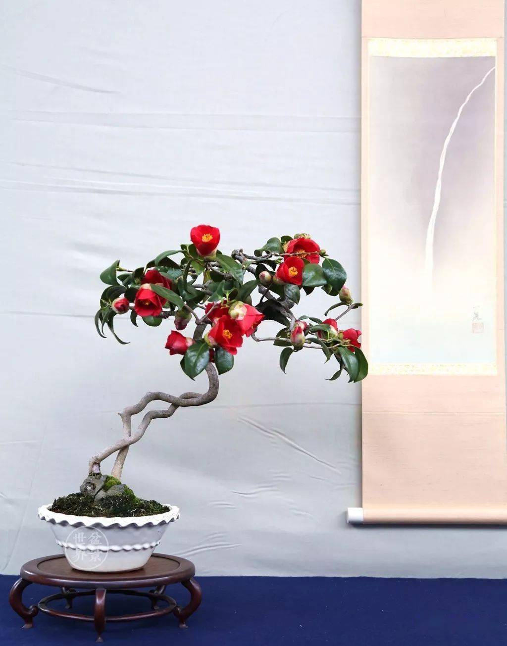 诱人的山茶_茶花_cm_作品