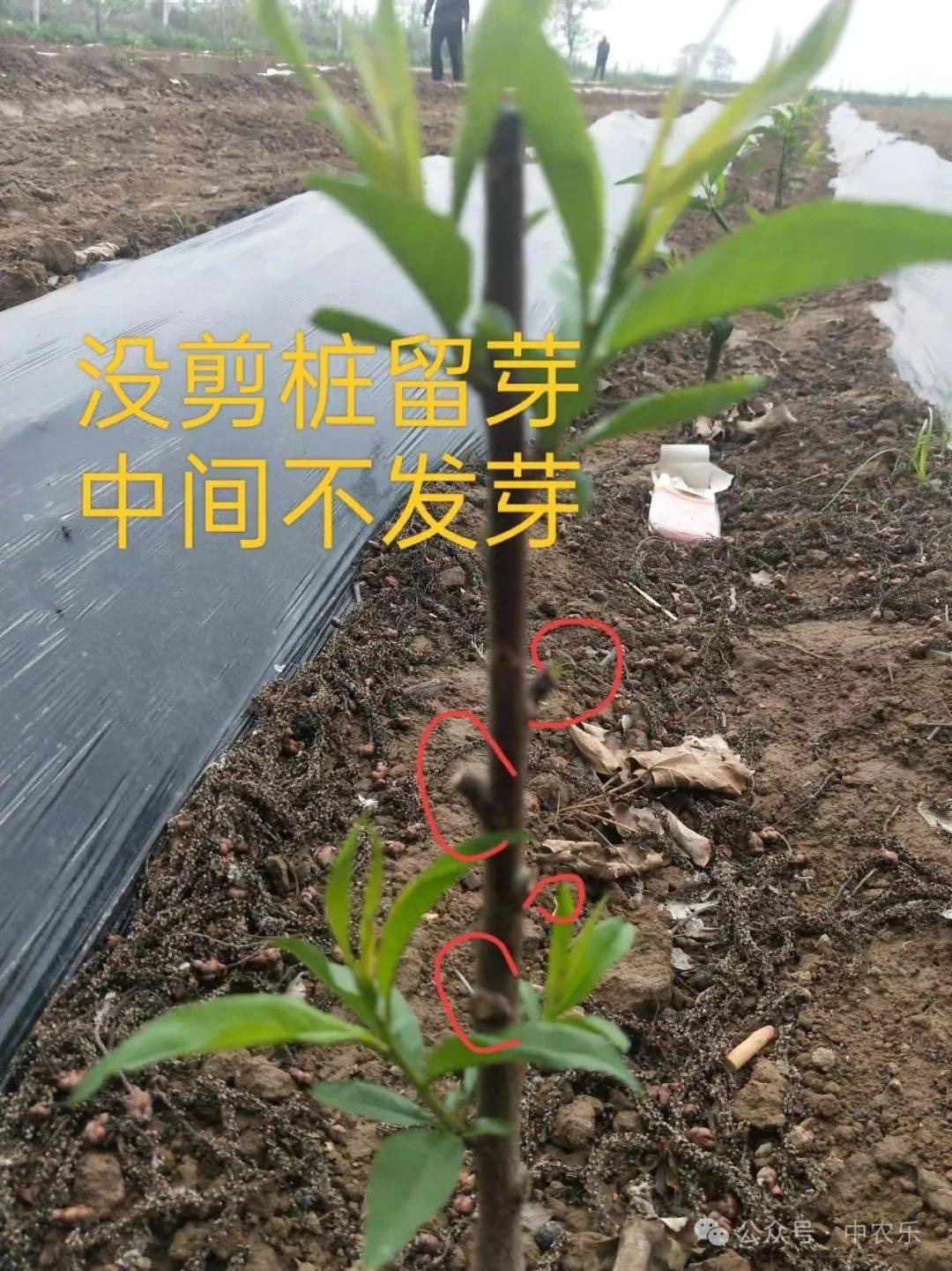 梨树定干高度图片