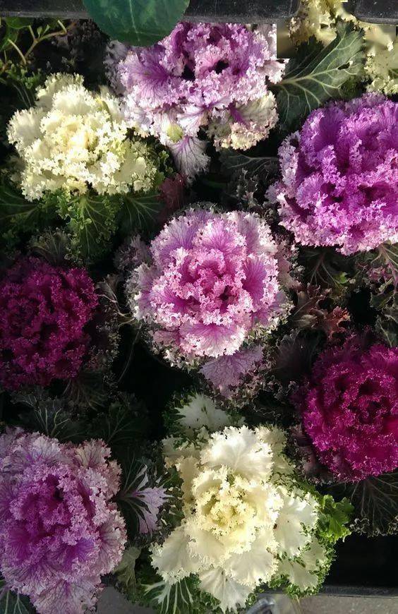 羽衣甘蓝醉花颜