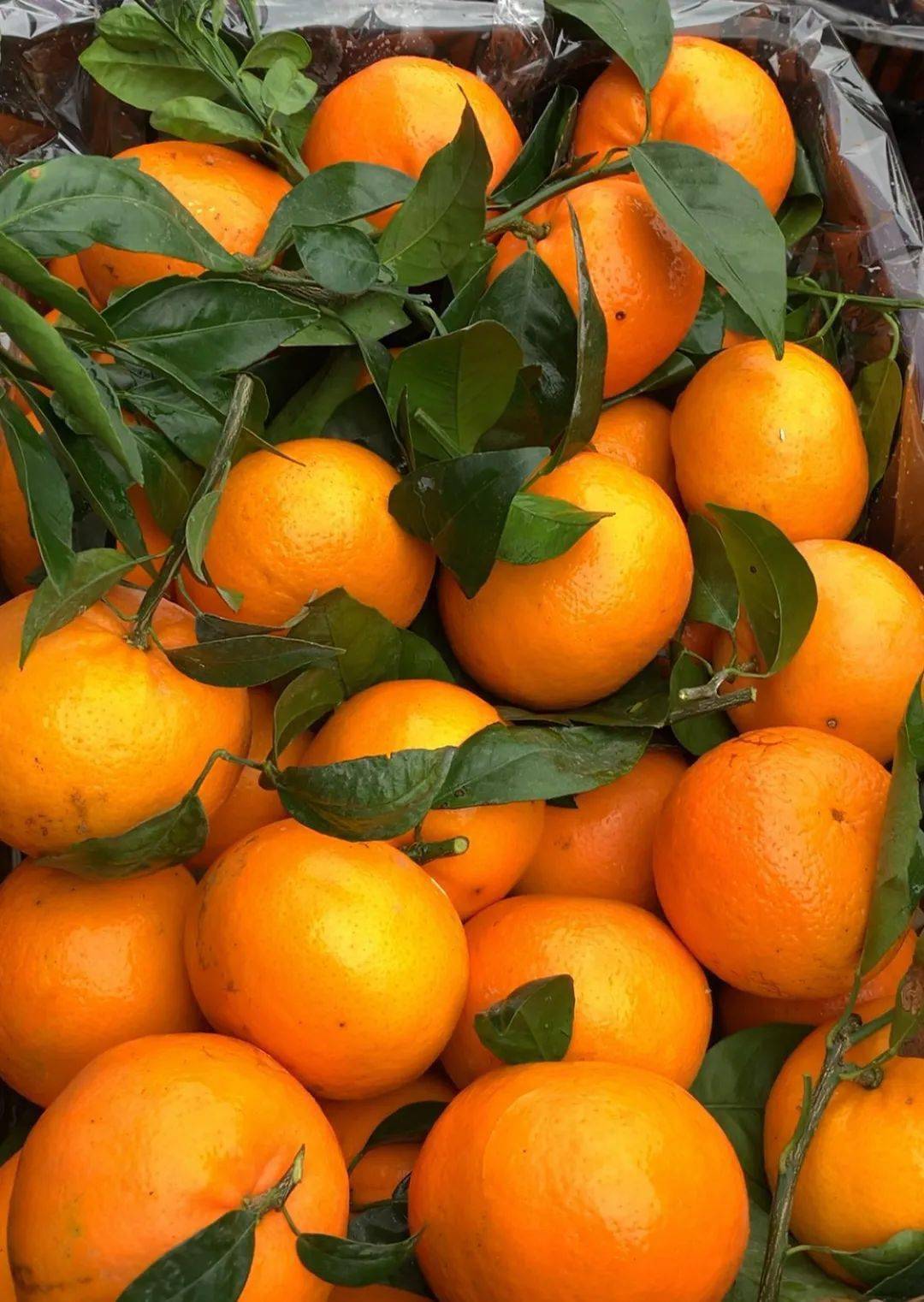 广西沃柑给你冬日"甜蜜暴击"~_种植_武鸣_果肉