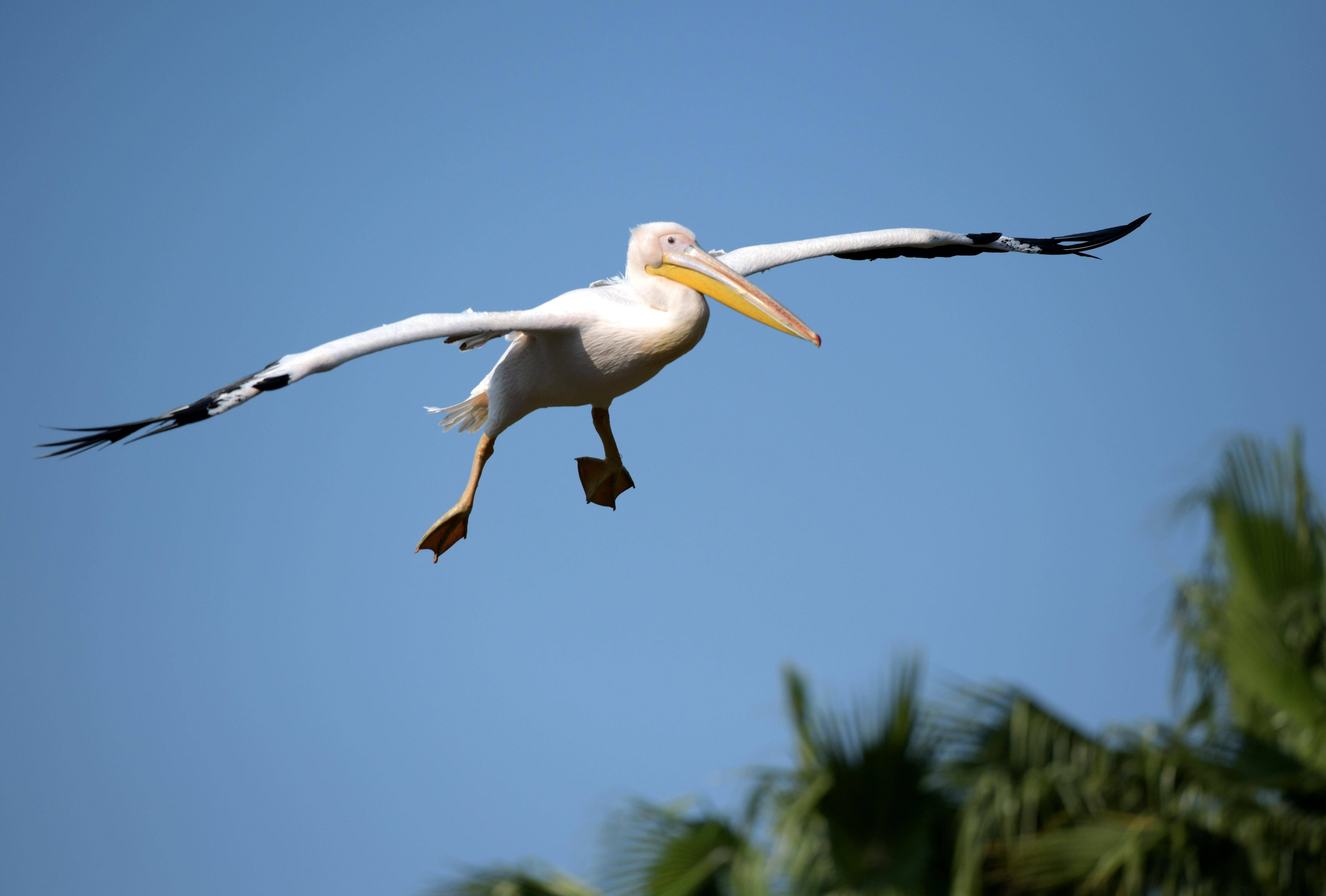 自由飞翔 温暖栖息:非洲鹈鹕安家大湾区_新华社_卢汉欣_南沙