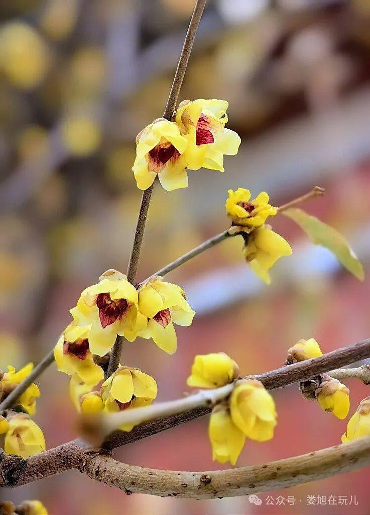 雪后故宫 蜡梅飘香_中国_香气_腊梅
