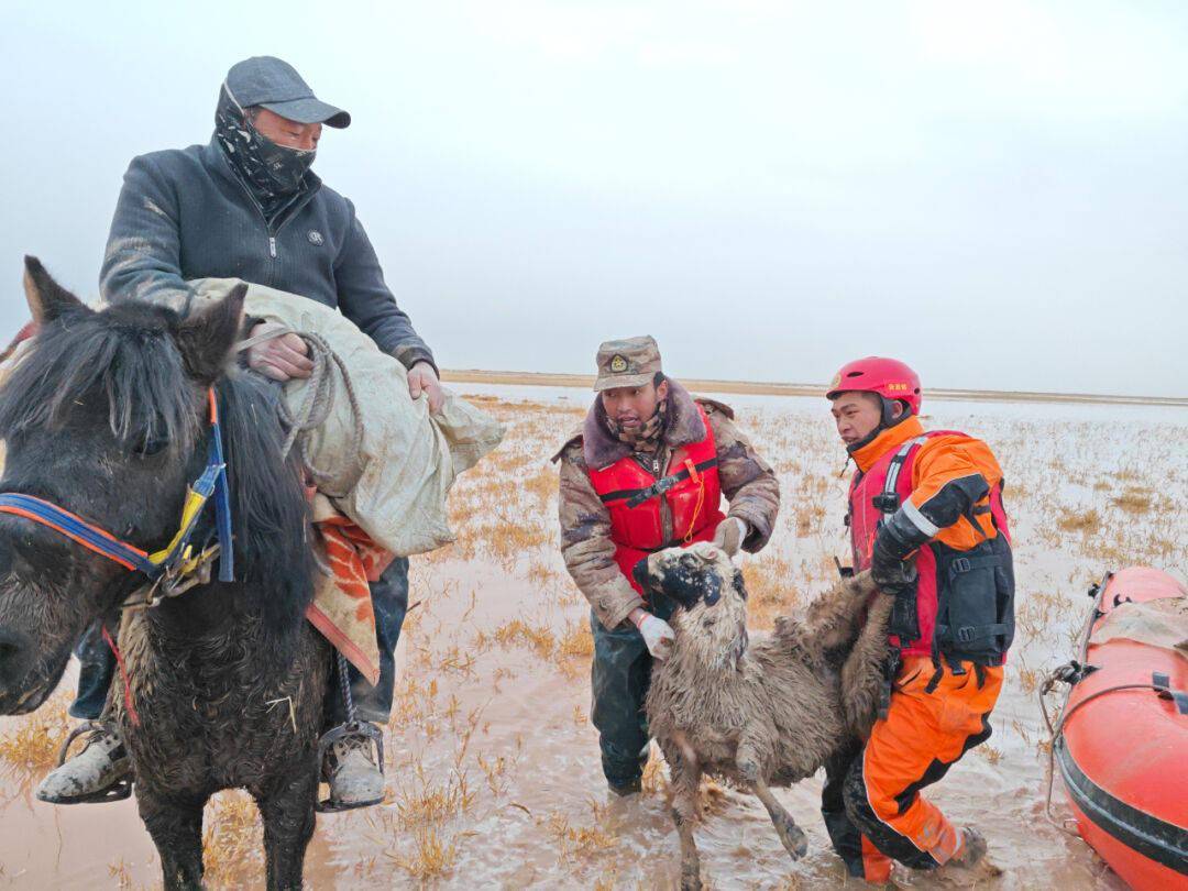 送至安全地点将羊驮在马背上一部分人员骑马蹚过沼泽区域到被困羊群中
