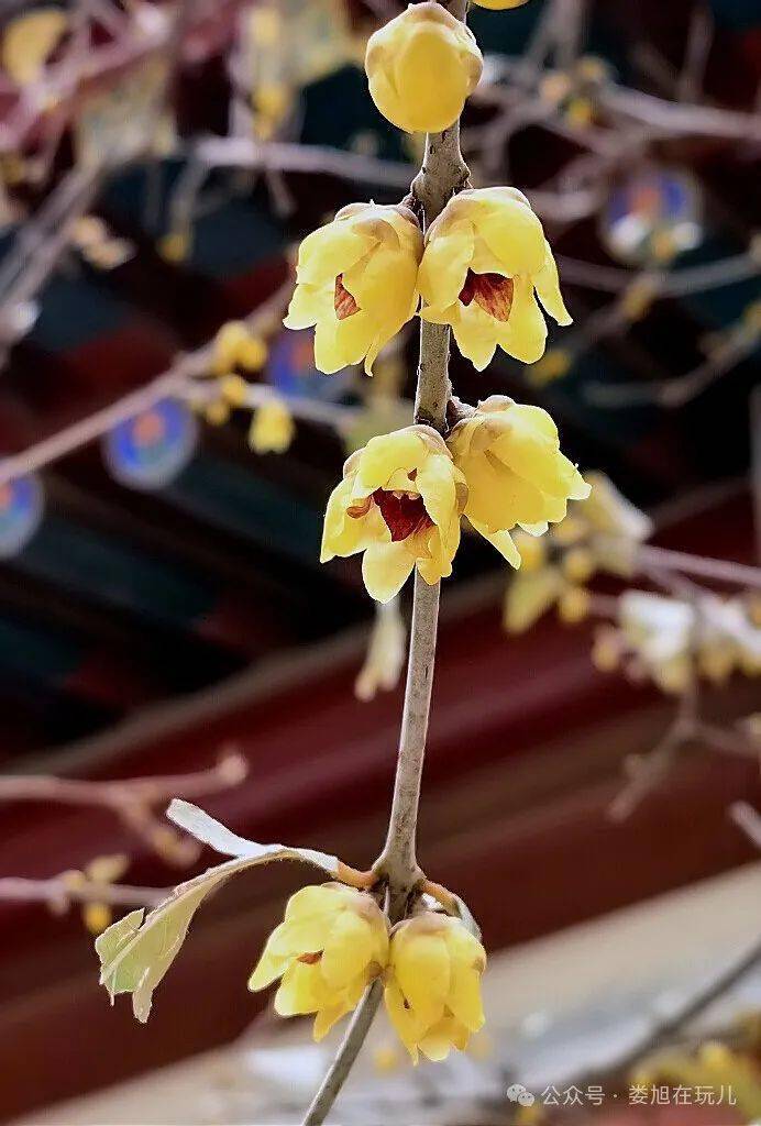 雪后故宫 蜡梅飘香_中国_香气_腊梅