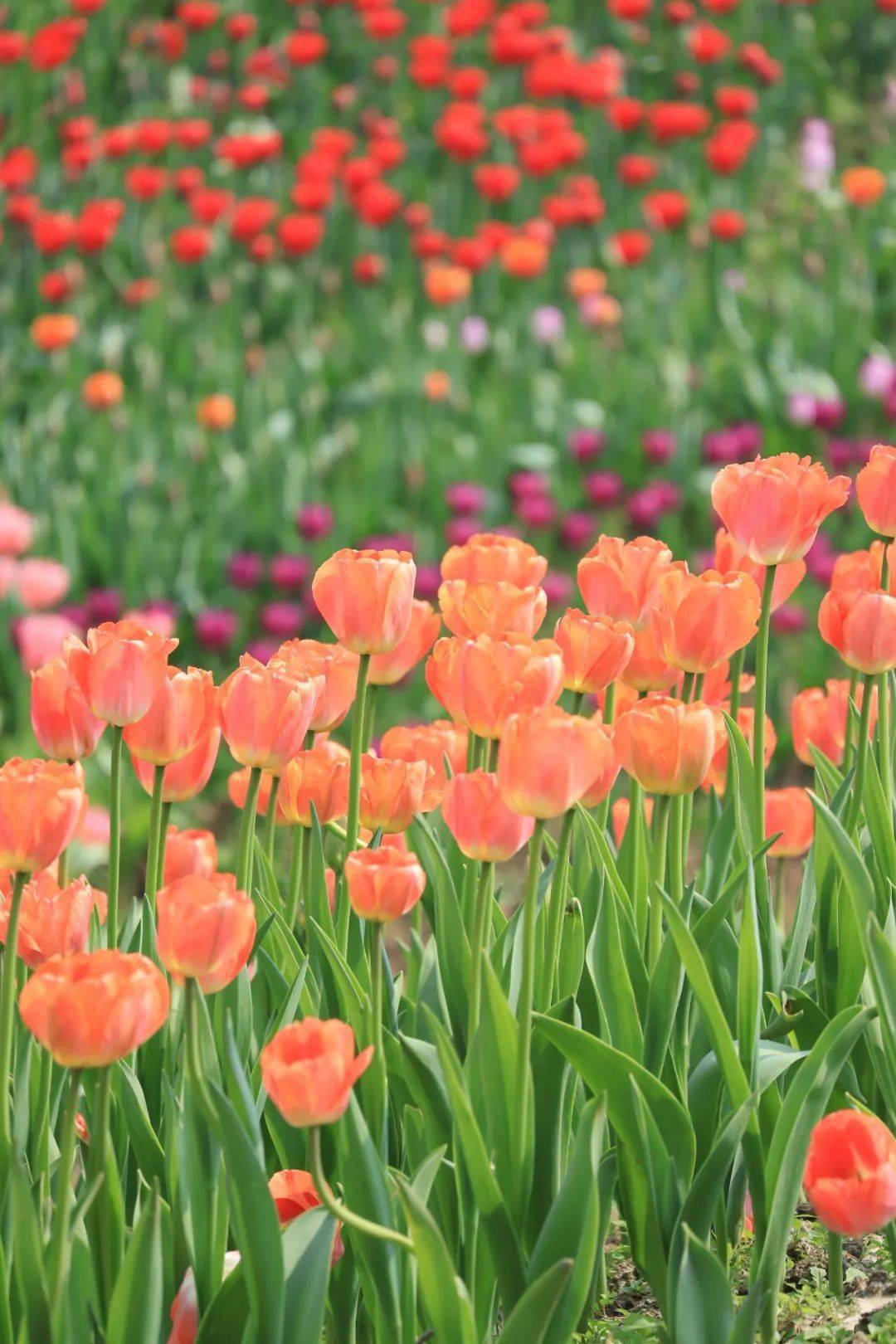是你喜欢的郁金香花海_景区_双流_成都