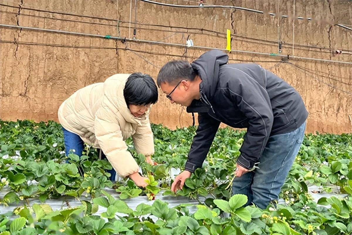长子县农技"突击队"深入一线支"暖"招_草莓_防范_农业
