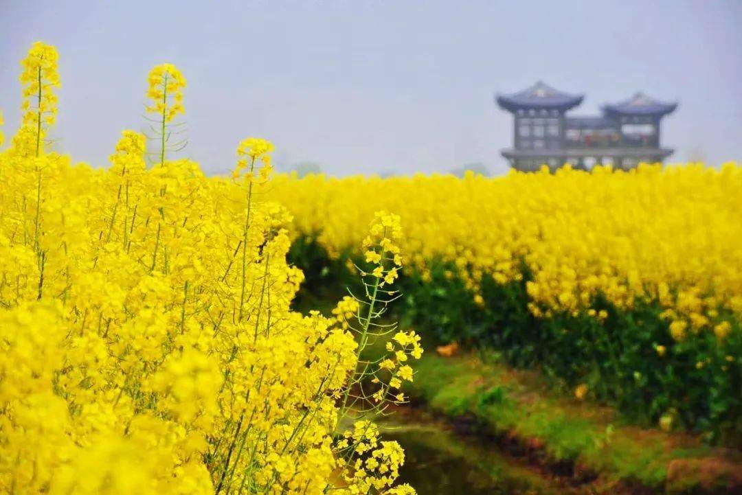 【烟花三月下扬州】春风十里扬州路,扬州瘦西湖,兴化千岛垛田油菜花&