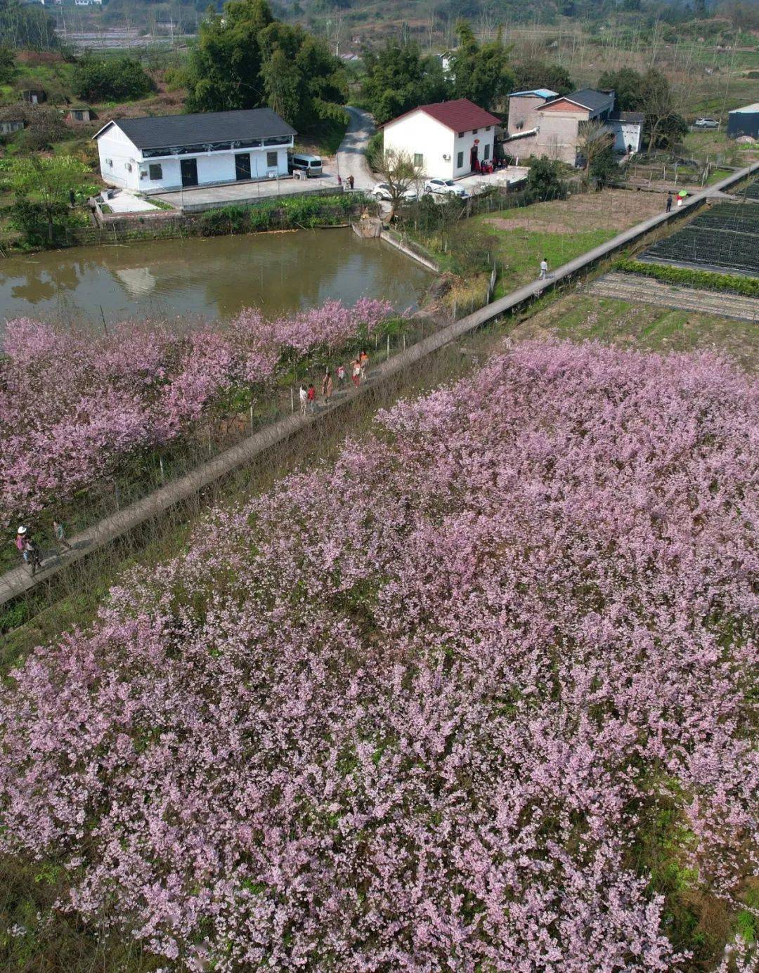 璧山_七塘镇_鼻子