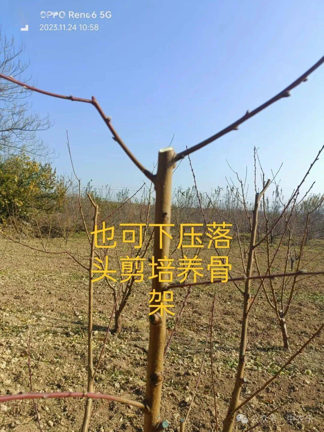 今年桃树花前复剪该剪啥_影响_主枝_修剪