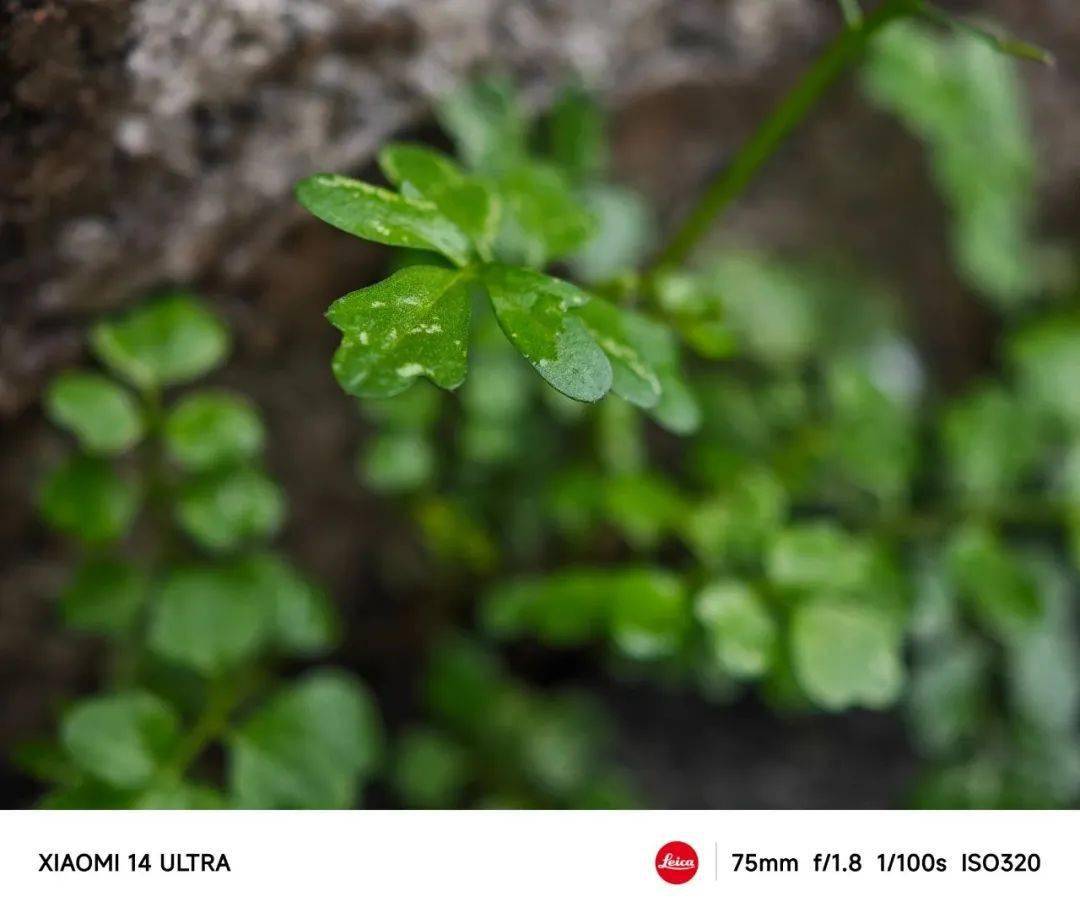 手机_影像_旗舰