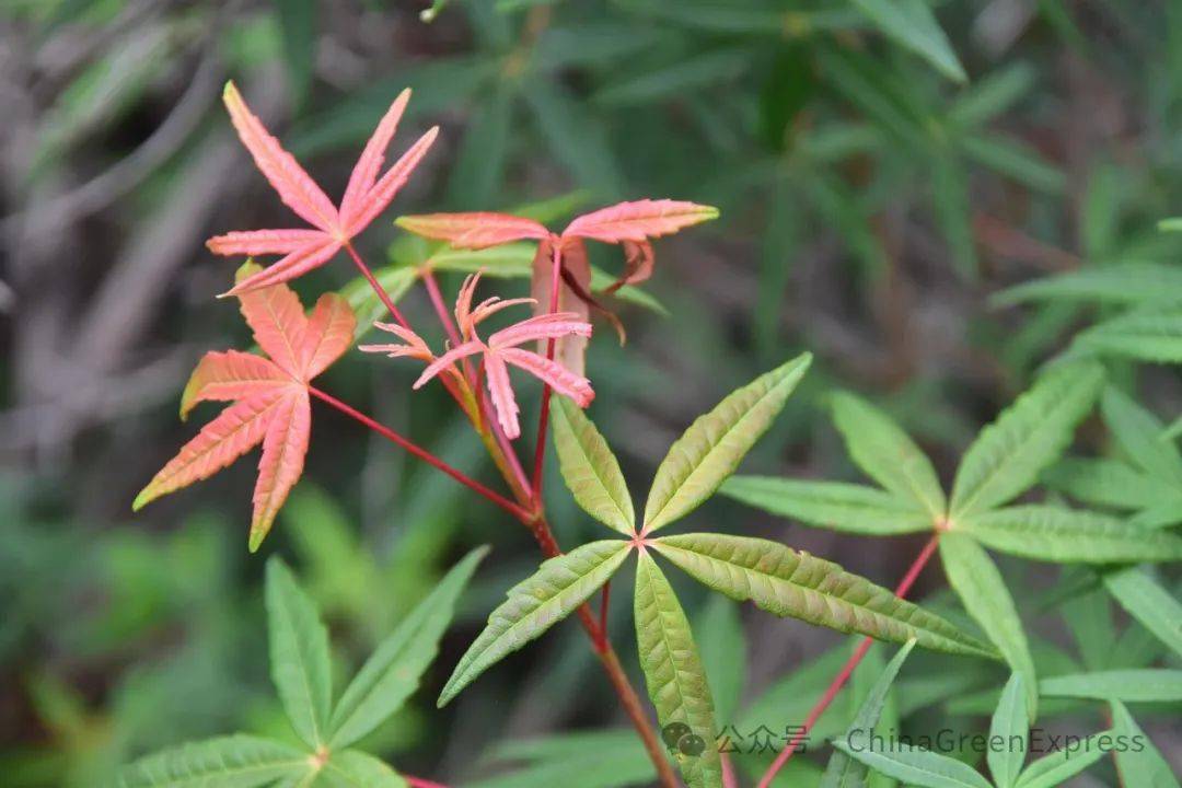 原生境破碎,有意引种世界濒危植物五小叶槭者请电联|绿会保护地捐赠