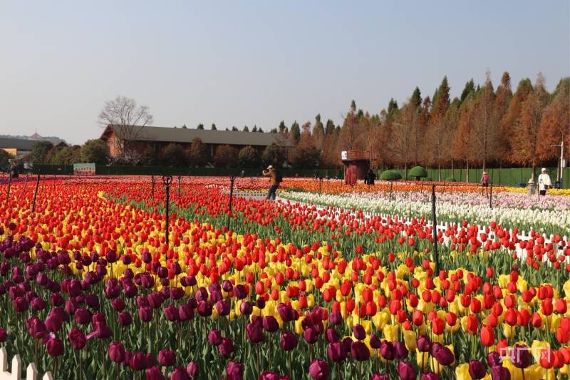 云南秀色|"郁"见昆明早春的浪漫 捞鱼河公园万株郁金香盛放