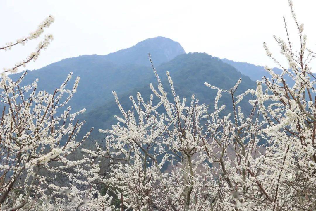 李花怒放一树白一场盛大花事那是绽妍在乐昌九峰山涧里的九峰花海九峰