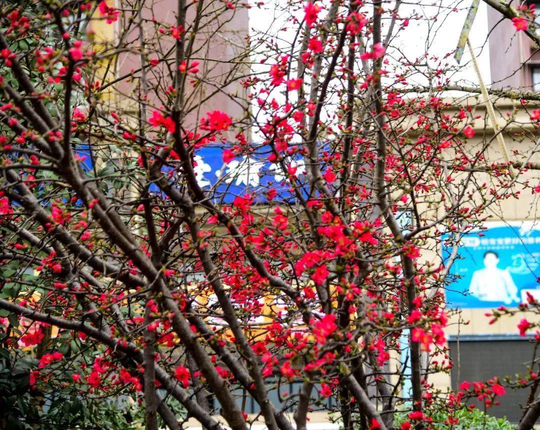 盐亭的贴梗海棠开了,朵朵惊艳,大片大片的漂亮惨!