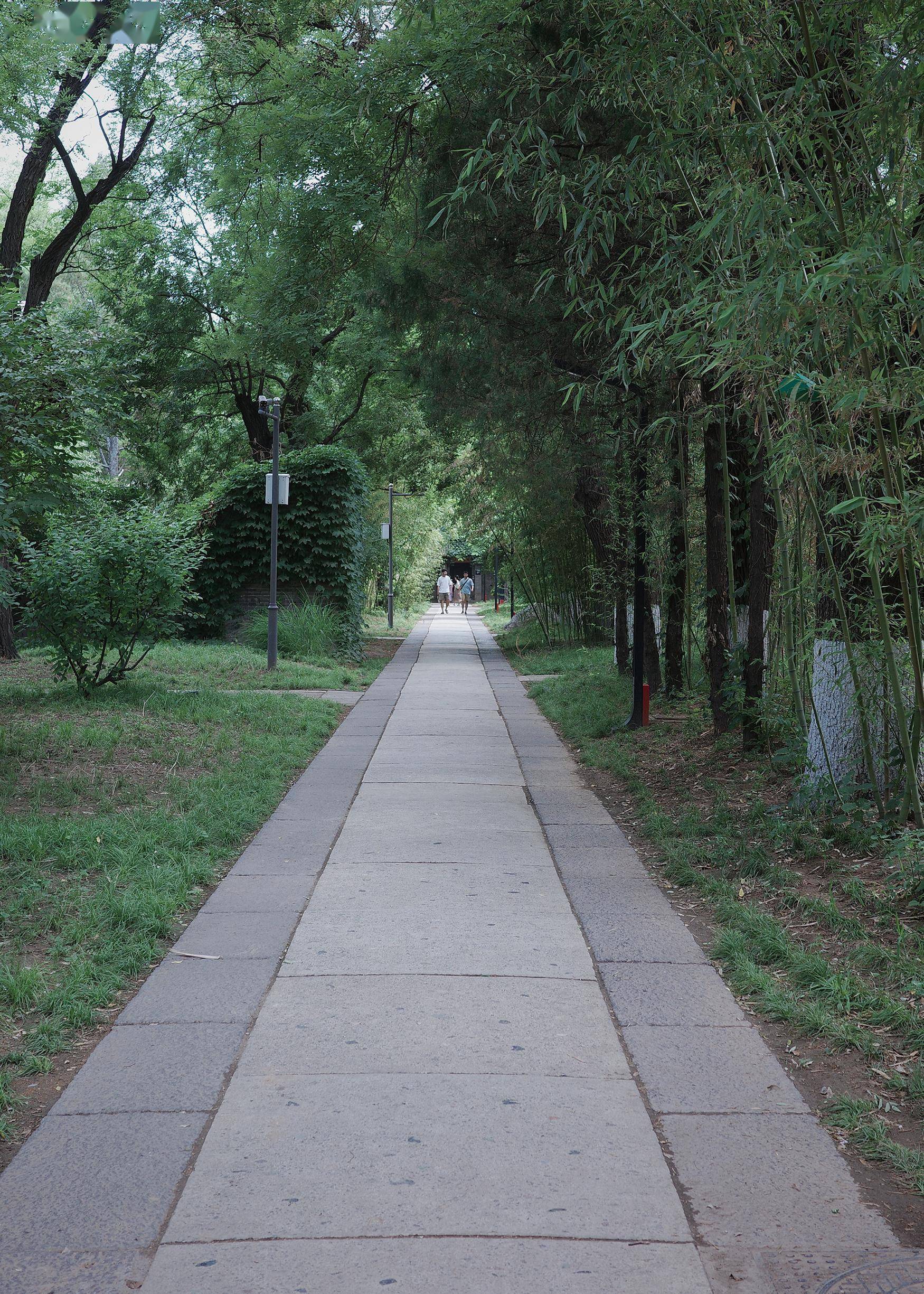 北大燕南园:草木故园,重焕新生_保护_历史_虎皮