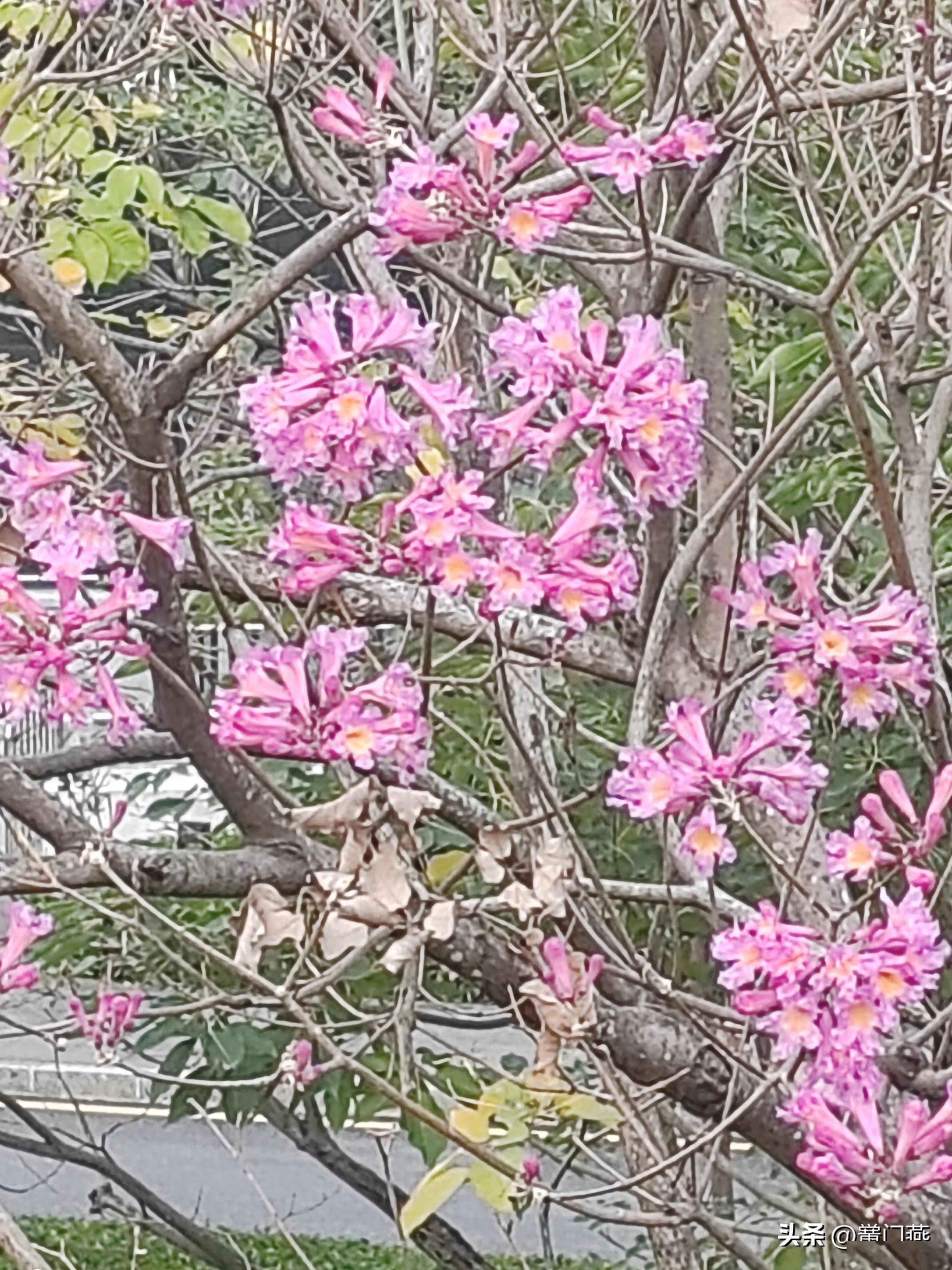 紫风铃_树紫_前川_须临