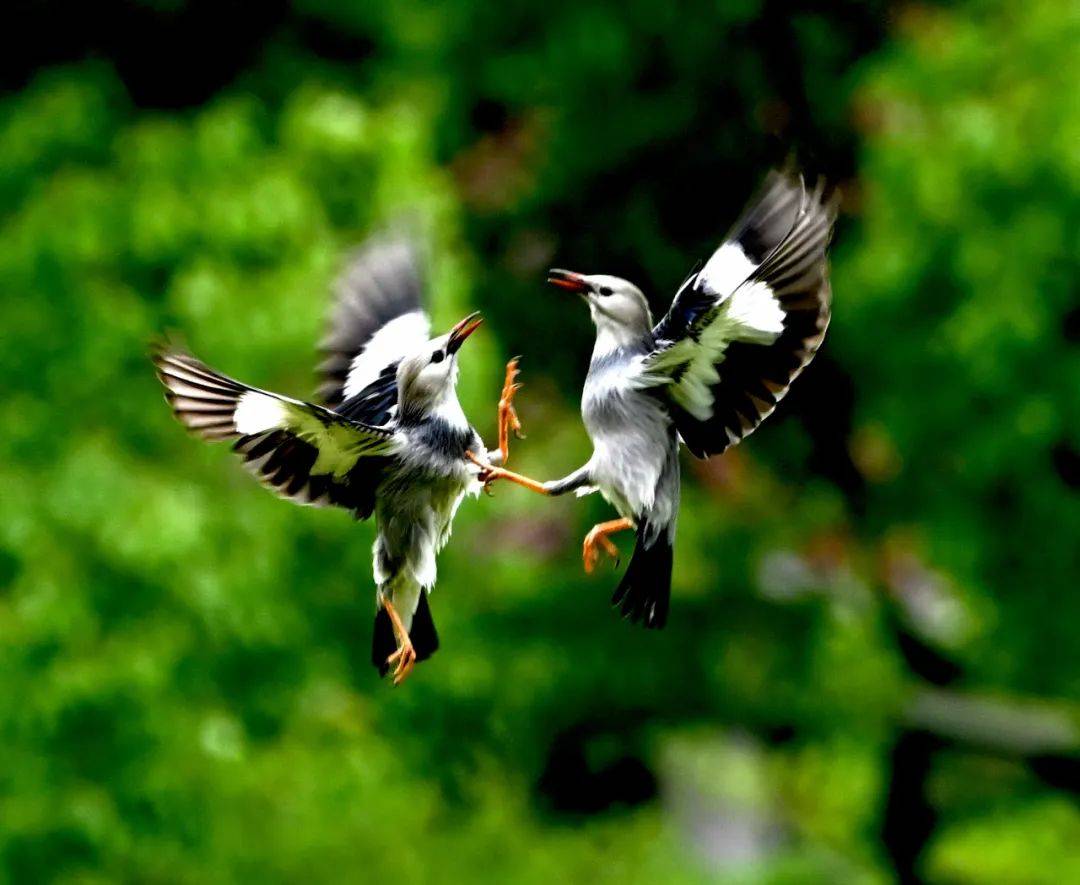 鸟类_周滨_张鑫林
