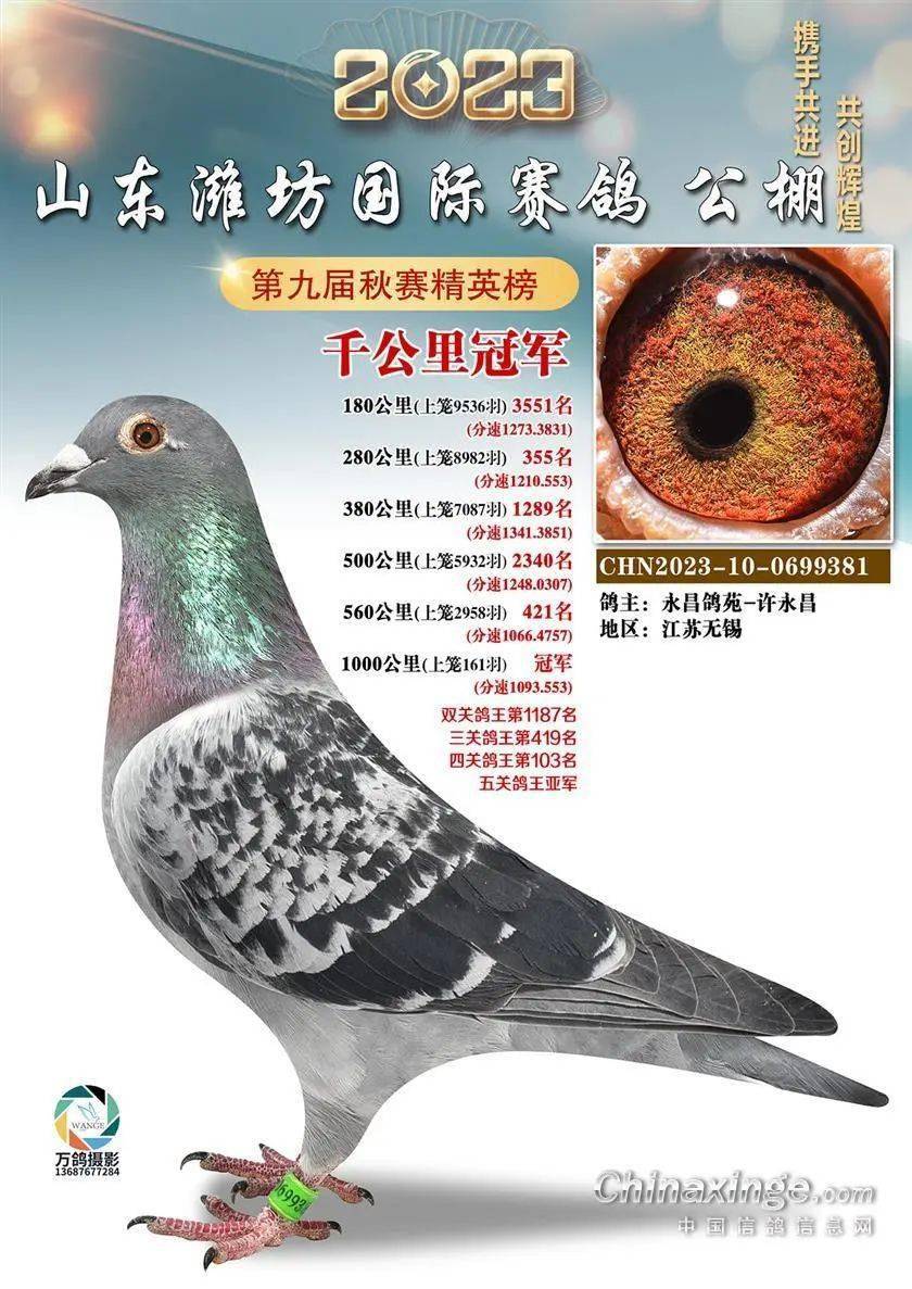 「鉴鸽」盘点山东秋棚万羽大赛 个性独特的冠军鸽欣赏_决赛_比赛_秋赛