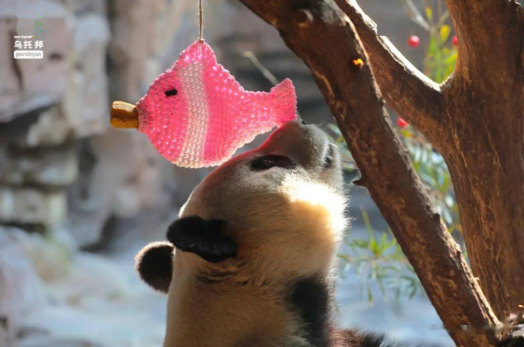 二喜,图源:爱胖达的七七微信公众号|新浪微博|b站|抖音今日头条|西瓜