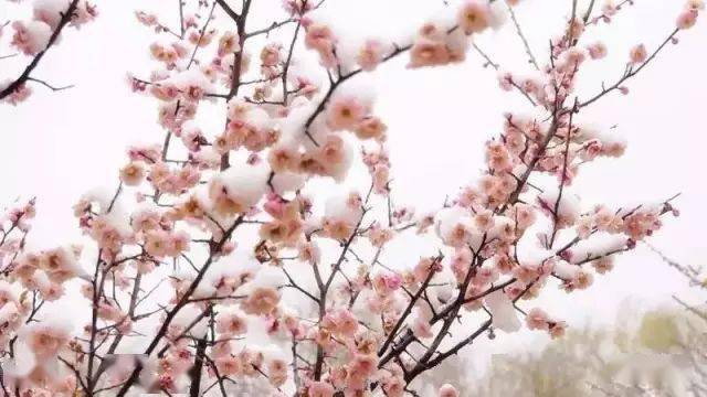欣赏了美景,那春雪相关的诗句你又知道多少呢?_梅花_金杯_中华