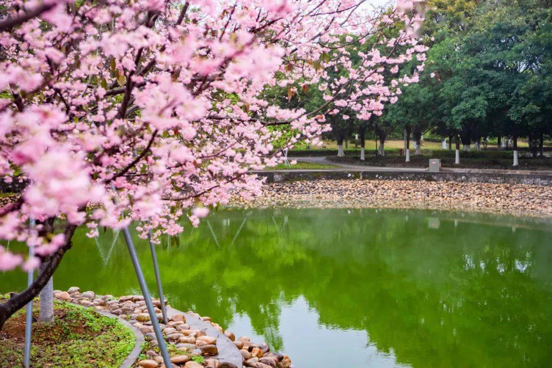 韶关学院樱花图片