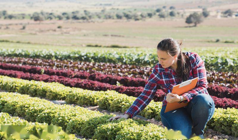 高通胀下加拿大农业收入创历史新高,农地投资成热点_土地_农田