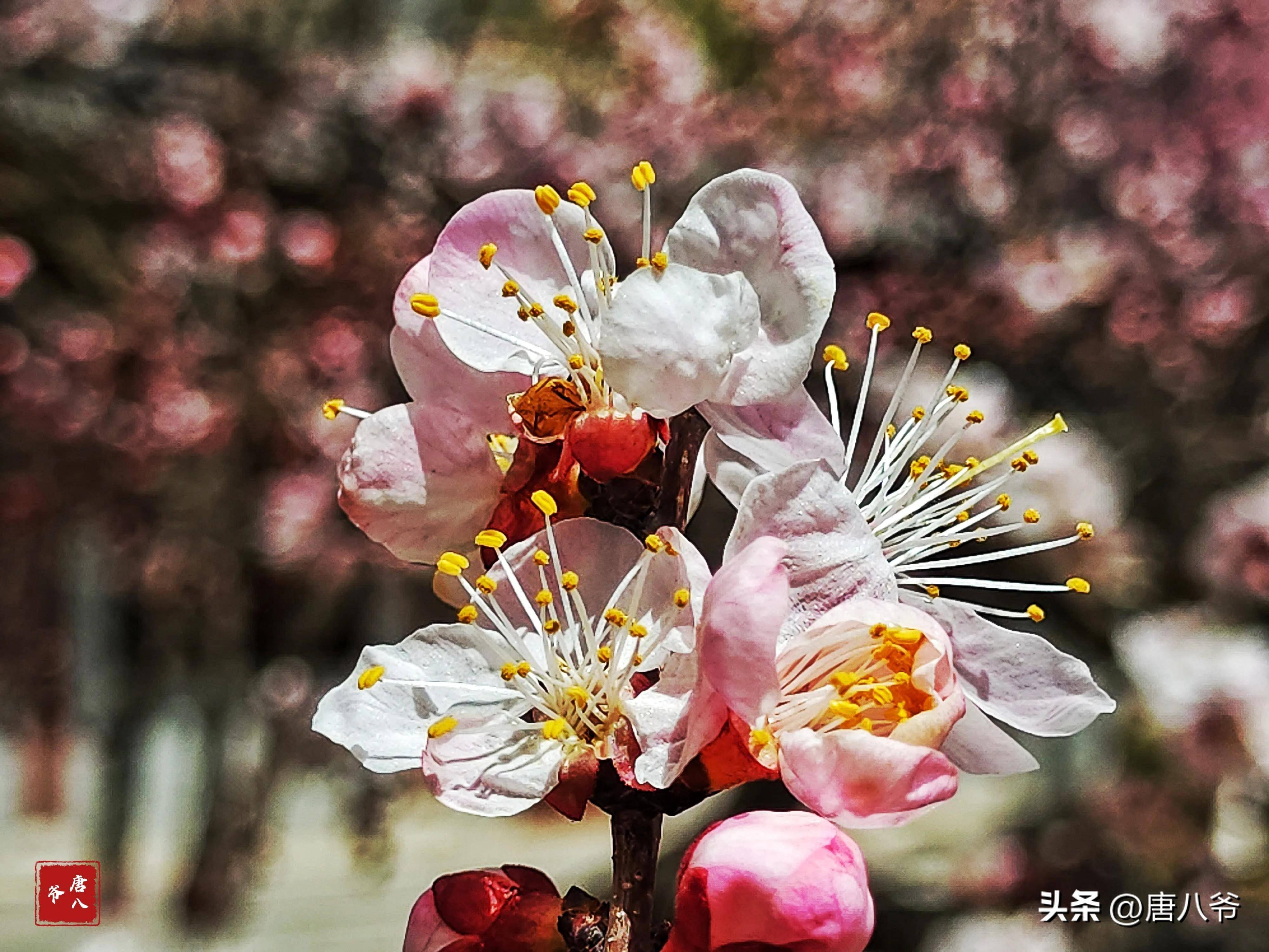 春天人们在粉白色杏花中尽情呼吸,享受醉人的风景