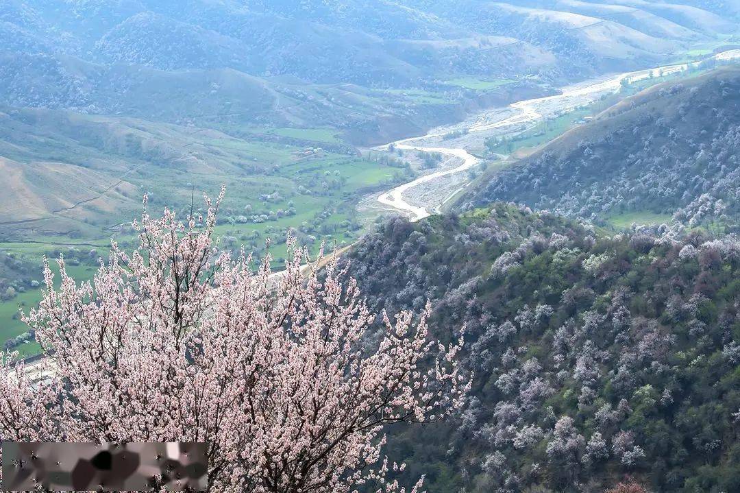 2024小车游系列 春满天山—赛里木湖 伊犁杏花7日_门票_全程_费用