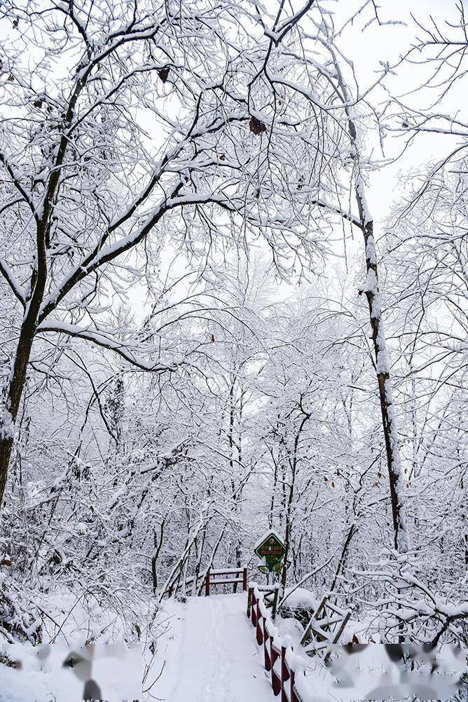 元宵节赏雪汉中大汉山_积雪_树枝_金石