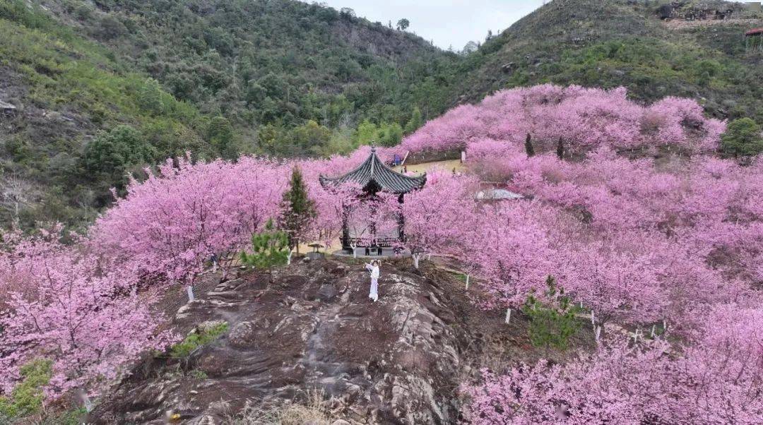 在永嘉楠溪江樱花园,樱花的开放如期而至,5000多株早樱花竞相绽放