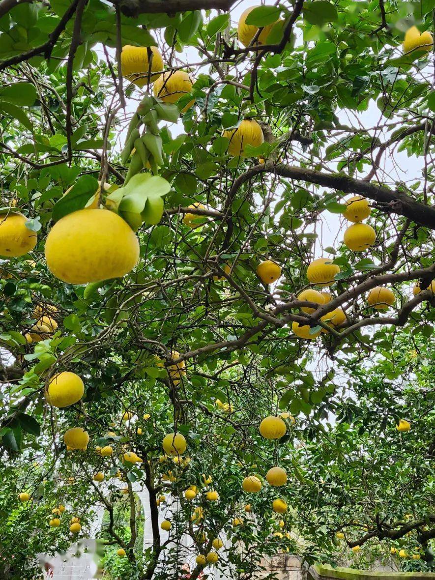 city walk|一口柚香延续百年_张大公馆_柚子_张朴