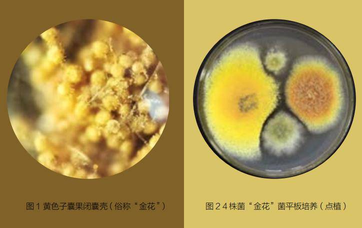 普洱茶中的金花研究_子囊_品质_茶叶