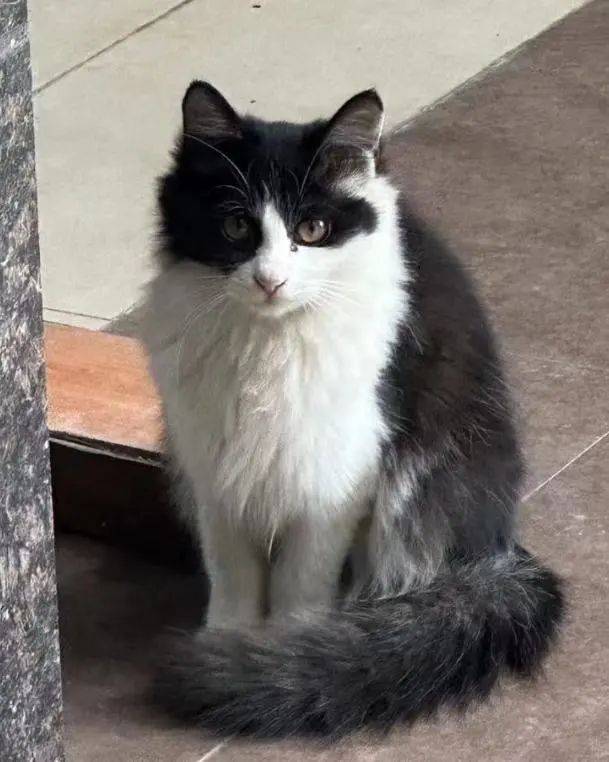 2024年2月26日(内江,成都猫咪找新家)_救助_性格_宠物